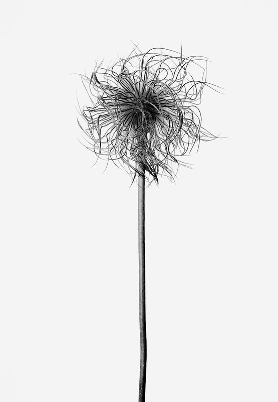 Pulsatilla alpina Weie Alpen Anemone by Peter Mathis contemporary artwork Photography