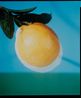 Bitter Orange by Joao Maria Gusmao contemporary artwork Photography