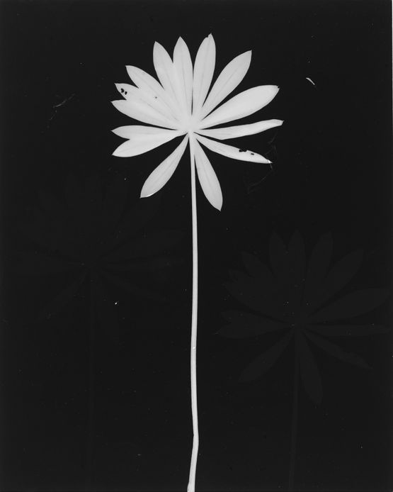 Untitled by The Estate Of Anwar Jalal Shemza contemporary artwork Photography