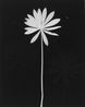 Untitled by The Estate Of Anwar Jalal Shemza contemporary artwork Photography