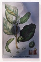 Plants Bleed Lakes Old Fustic by Janet Laurence contemporary artwork sculpture