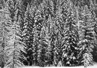 White Snow Trees of the Black Forest by Robert Longo contemporary artwork Photography