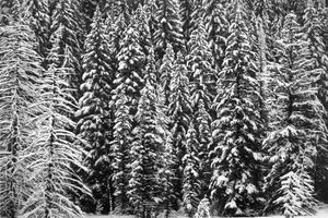 Robert Longo