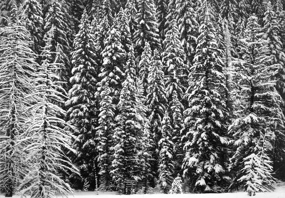 White Snow Trees of the Black Forest by Robert Longo contemporary artwork Photography