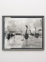 Common Crane by Gerard Byrne contemporary artwork print
