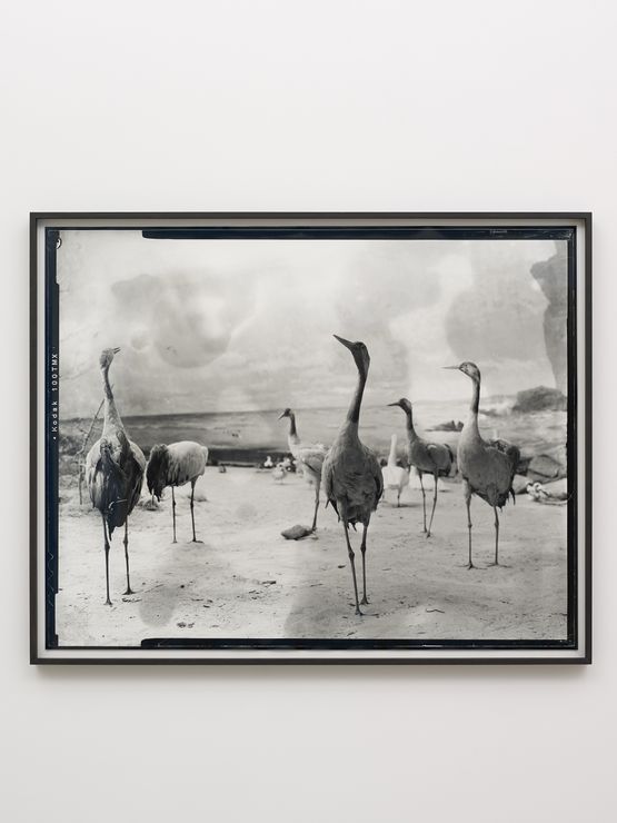 Common Crane by Gerard Byrne contemporary artwork Print