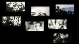 The Peacocks Graveyard by Amar Kanwar contemporary artwork installation moving image