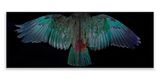 Davis Kea Wings above by Fiona Pardington contemporary artwork print