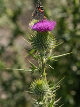 Painted Lady Butterfly on a Milk Thistle Kenya by Lucas Foglia contemporary artwork print