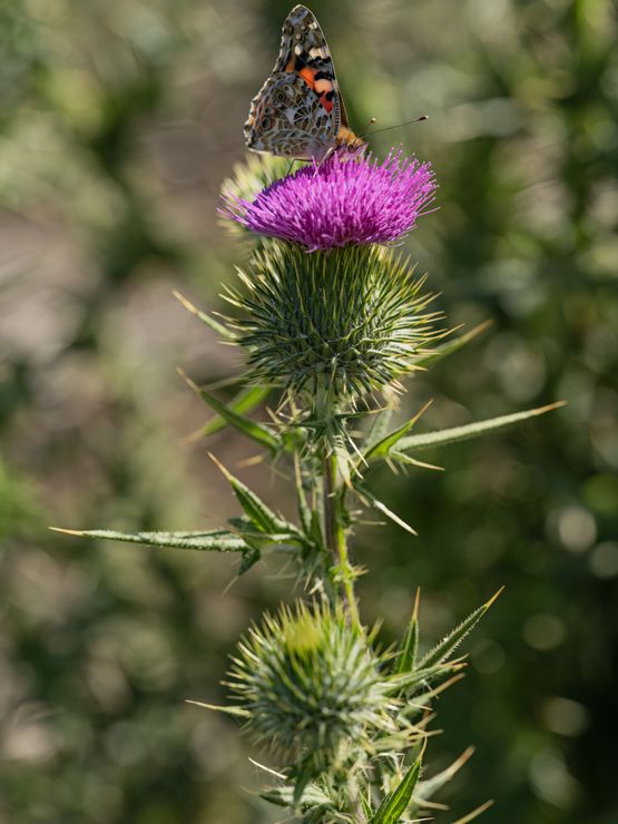 Painted Lady Butterfly on a Milk Thistle Kenya by Lucas Foglia contemporary artwork Print
