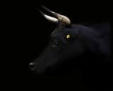 Day for night Bull by Greta Anderson contemporary artwork print