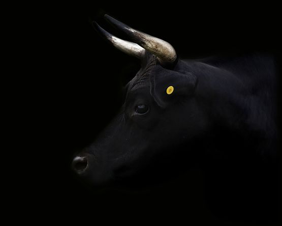 Day for night Bull by Greta Anderson contemporary artwork Print