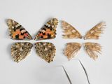 Wings from Two Painted Lady Butterflies One Young and One Old Institut de Botanic de Barcelona Spain by Lucas Foglia contemporary artwork print