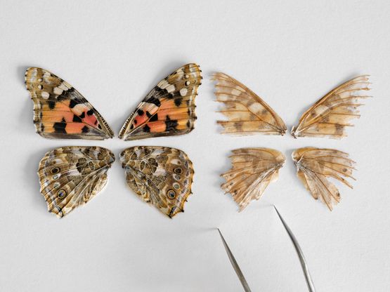 Wings from Two Painted Lady Butterflies One Young and One Old Institut de Botanic de Barcelona Spain by Lucas Foglia contemporary artwork Print
