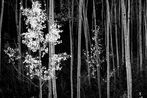 Ansel Adams contemporary artist