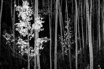 Ansel Adams contemporary artist