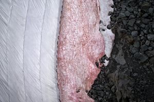 Thomas Wrede