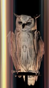 Oracles Owls Some Animals Never Sleep by Ann Lislegaard contemporary artwork moving image