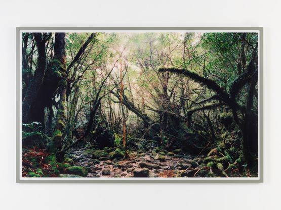 Paradise 15 YakushimaJapan by Thomas Struth contemporary artwork Photography