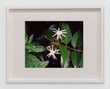 Bounty 10 by Steve Mcqueen contemporary artwork print
