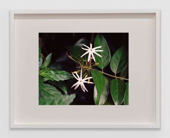 Bounty 10 by Steve Mcqueen contemporary artwork Print