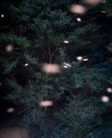 Song Sting Swarm 12 by Anne Noble contemporary artwork photography