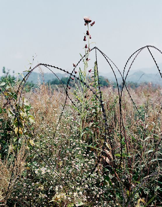 Entwined barbwire and flowers near DMZ Cheorwon South Korea 2 by Tomoko Yoneda contemporary artwork Photography
