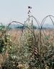 Entwined barbwire and flowers near DMZ Cheorwon South Korea 2 by Tomoko Yoneda contemporary artwork Photography