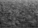 Adansonia Grandidieri by Sebastiao Salgado contemporary artwork Photography