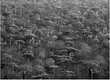 Adansonia Grandidieri by Sebastiao Salgado contemporary artwork photography