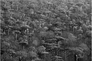 Sebastiao Salgado