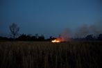 Field by Apichatpong Weerasethakul contemporary artwork Print