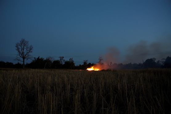 Field by Apichatpong Weerasethakul contemporary artwork Print