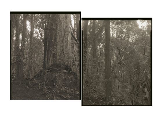 2001 Totara Papatowai Murihiku by Mark Adams contemporary artwork Photography