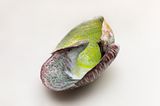 Batista by Kentaro Kawabata contemporary artwork sculpture