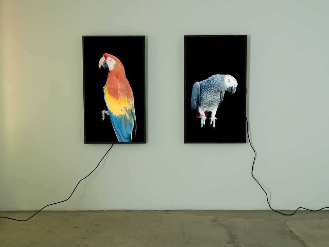 Diana Thater