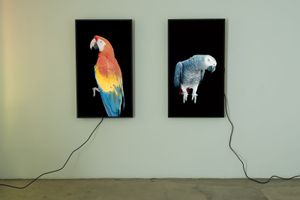 Diana Thater
