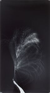Untitled from Clearing by Simryn Gill contemporary artwork photography