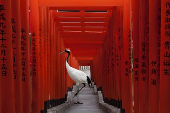 Karen Knorr contemporary artist