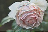 Rose 2 Rome by James Welling contemporary artwork print