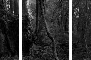 Mark Adams