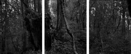 25.5.1995. Astronomers Point. Totora stumps and regenerating forest. Tamatea-Dusky Sound. After Russell Duncan. by Mark Adams contemporary artwork Photography