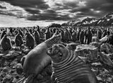 Southern Elephant Seal Calves at Saint Andrews Bay South Georgia by Sebastiao Salgado contemporary artwork photography