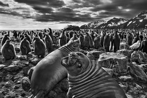 Sebastiao Salgado