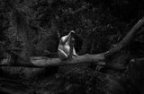 Monkey That Talks by Robert Zhao Renhui contemporary artwork photography