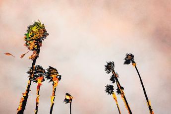 Francesca Gabbiani contemporary artist
