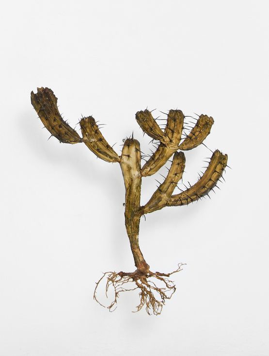 I like the flowers Tricocereus Geometrizian by Julius Von Bismarck contemporary artwork Sculpture