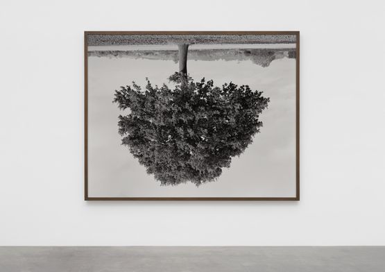Oak Milcombe by Rodney Graham contemporary artwork Photography