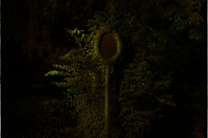 Bill Henson