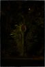 Untitled by Bill Henson contemporary artwork Print